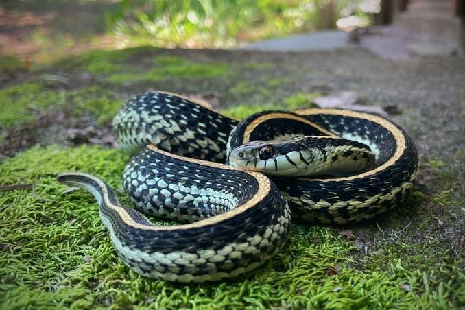 Montana Farmhouse Snake Infestation: A Complete Safety Guide